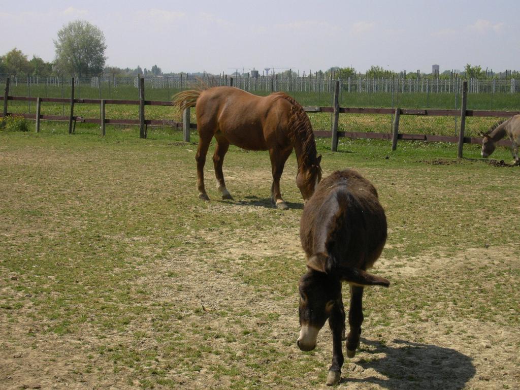Agriturismo Casa Carpanelli Nonantola Bagian luar foto